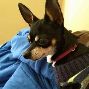 Meet your Posher, Shelly